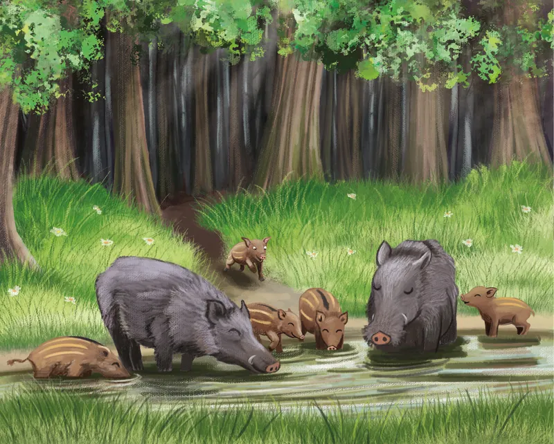 Matematica de pădure – imaginea 3