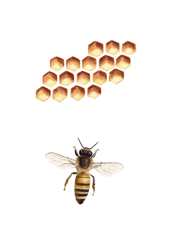 Food and botanical illustration – imaginea 1