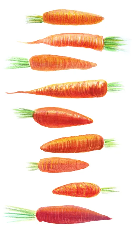 Food and botanical illustration – imaginea 2