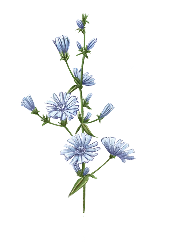 Food and botanical illustration – imaginea 3