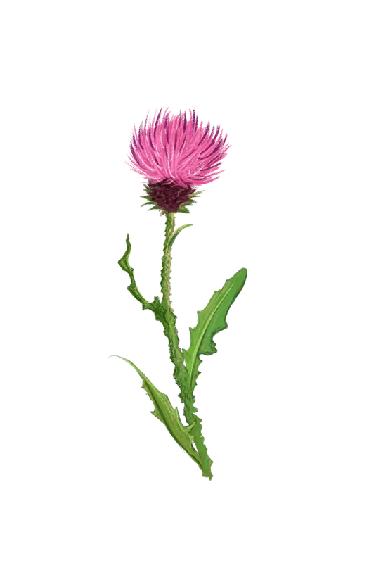 Food and botanical illustration – imaginea 4
