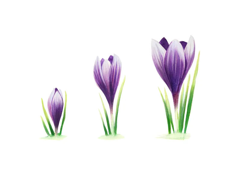 Food and botanical illustration – imaginea 5
