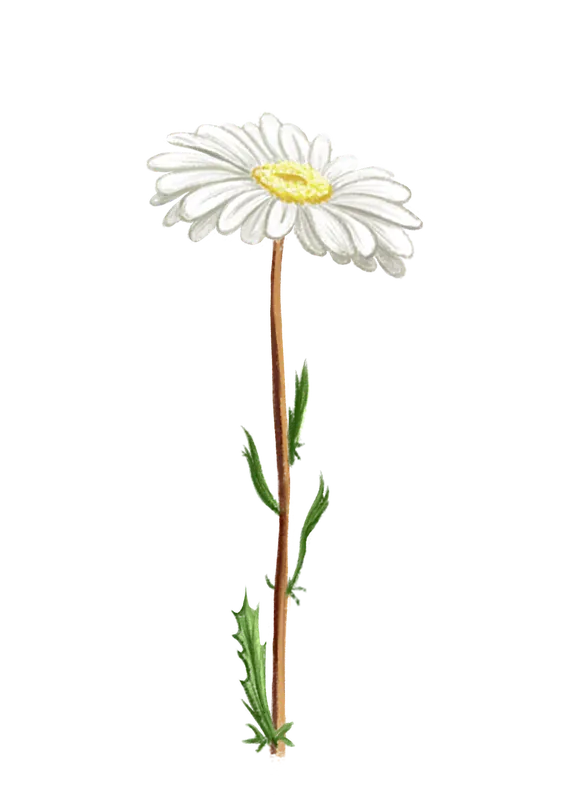 Food and botanical illustration – imaginea 6