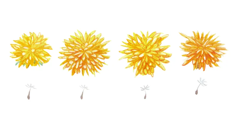 Food and botanical illustration – imaginea 7