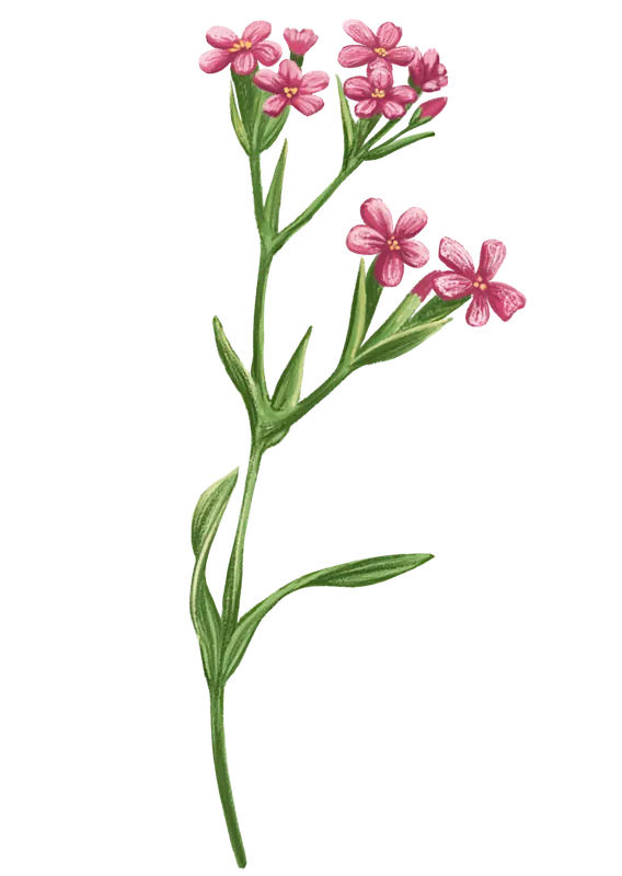 Food and botanical illustration – imaginea 9