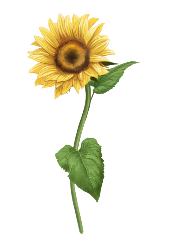 Food and botanical illustration – imaginea 10