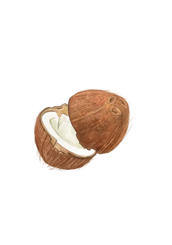 Food and botanical illustration – imaginea 12