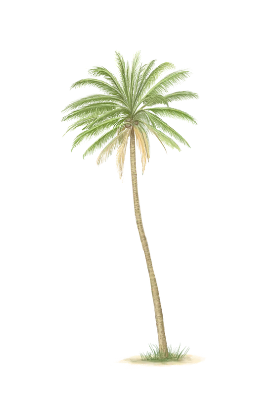 Food and botanical illustration – imaginea 13