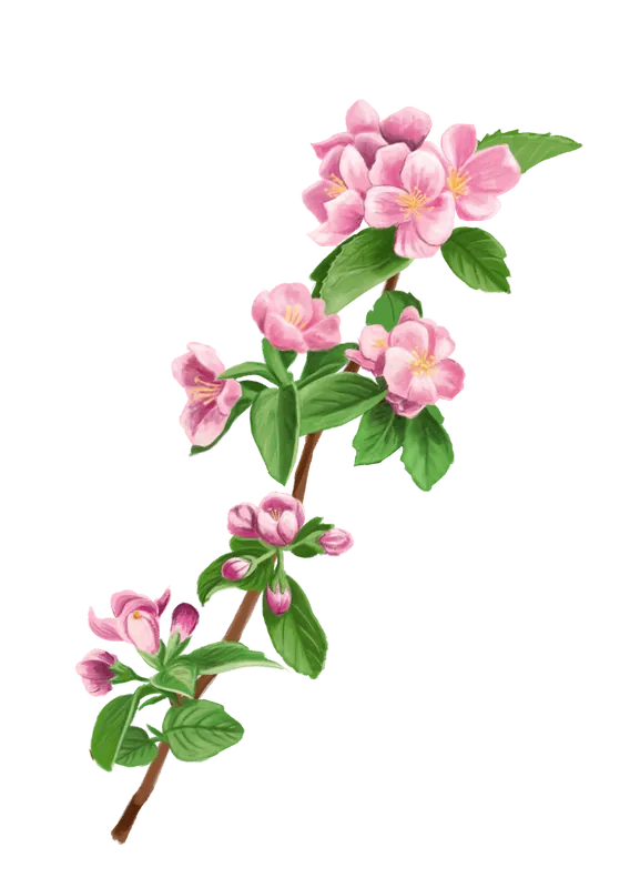 Food and botanical illustration – imaginea 15