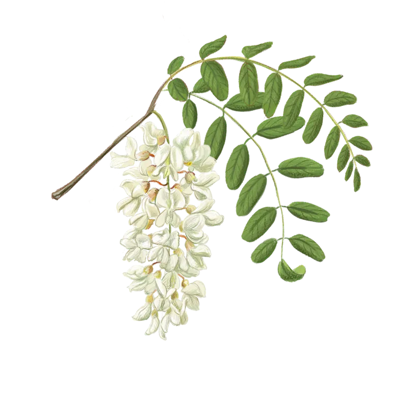 Food and botanical illustration – imaginea 16