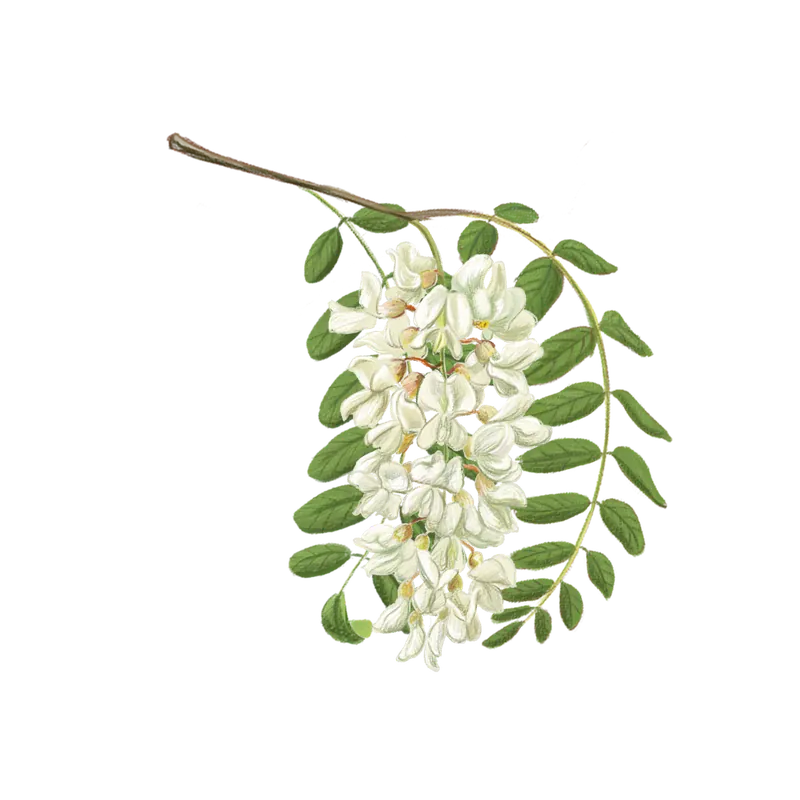 Food and botanical illustration – imaginea 17