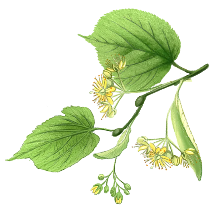 Food and botanical illustration – imaginea 19