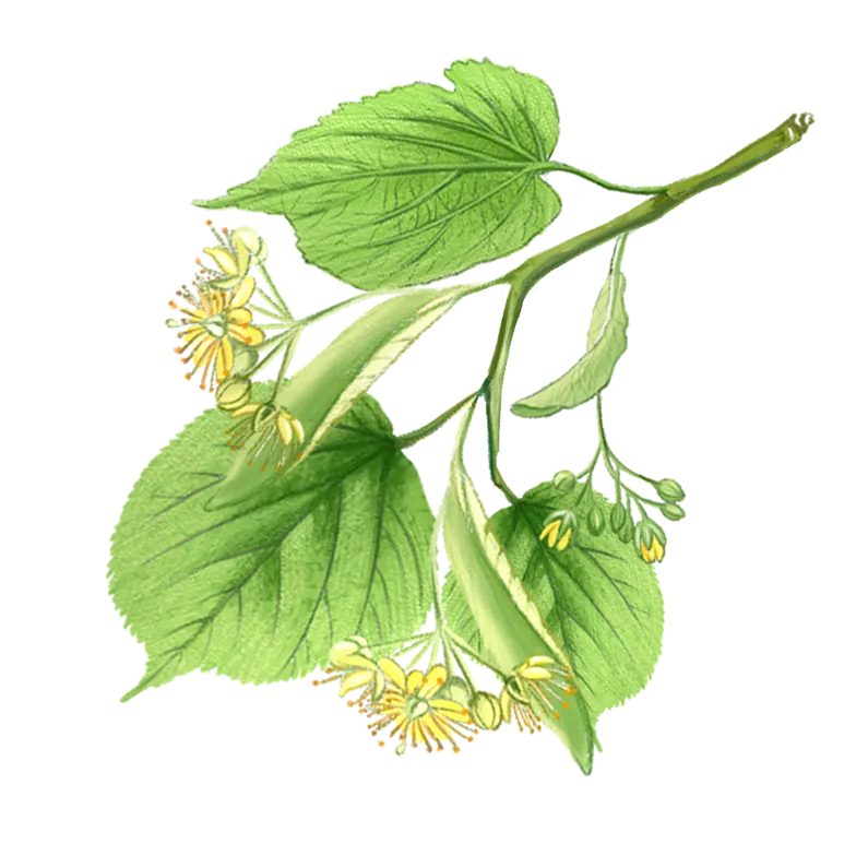 Food and botanical illustration – imaginea 20